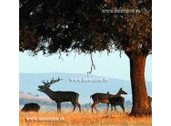 Ciervos (en la berrea)